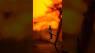 Birds from the Forests amp Wetlands of India 🇮🇳 india birds wildlife photography forest nature [upl. by Atinhoj352]