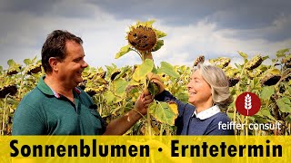 Erntetipps Sonnenblumen Teil 1 Erntetermin  Wann ist der beste Termin um Sonnenblumen zu dreschen [upl. by Boothman]