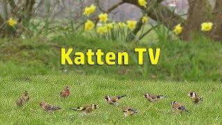 Katten TV  Videos voor katten om vogels te kijken [upl. by Materi983]