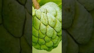 frits mouthwatering කට පිස්සු වට්ටන රසවල් shorts shortvideo viral fruit [upl. by Nuahsyd]