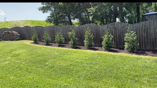 Green Giant Arborvitae  1st Year Growth Over 3 Feet in Growth [upl. by Neelyaj]