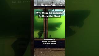 The Story of Rosie the Shark Found in an Abandoned Nature Preserve Shorts [upl. by Wildermuth]