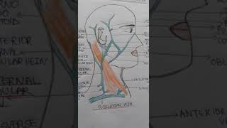 EXTERNAL JUGULAR VEIN PART1 [upl. by Nuarb574]