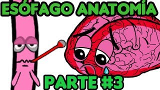 El Esófago Anatomía PARTE 3 Aplicación Clínica [upl. by Kayne567]