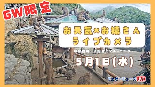 【LIVE】GW限定 🐵お天気×お猿さんライブカメラ🐵 ＜兵庫県 淡路島モンキーセンター＞2024年5月1日水 [upl. by Leahcimrej]