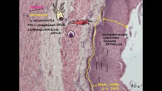 Oesophagus Histology  digestive system [upl. by Gabriele]