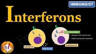 Interferons INFα INFβ and INFγ FLImmuno07 [upl. by Nawram]