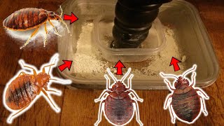 HOMEMADE DIY Bedbug Interceptor Trap  How To Trap Bedbugs Effectively [upl. by Airamanna]