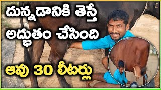 2 ఆవులురోజు 60 లీటర్లు two cows dairy farm MalleshAdla [upl. by Rebmat199]