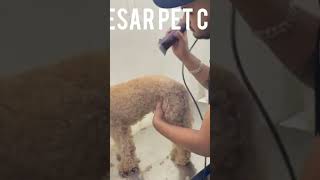 Poddle Pet Grooming at Manesar Pet Clinic [upl. by Zerelda210]