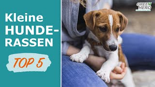 Kleine Hunderassen 🐶 TOP 5 der beliebtesten kleinen Hunde [upl. by Odelia470]