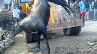 Blue bull rescued by OIPA  PFA Haryana  Abhishek Kadyan [upl. by Nnylacissej]