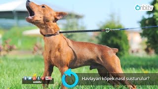 Havlayan köpek nasıl susturulur [upl. by Mathur]