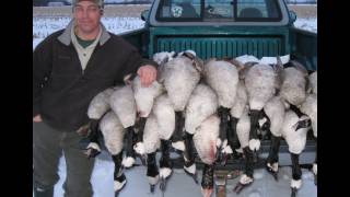 Goose hunting Canada Geese field hunting [upl. by Mcneil]