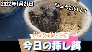 ジャンボキンカの雛の挿餌【ジャンボキンカ キンカチョウ 錦華鳥 錦花鳥 Zebrafinch 小鳥】 [upl. by Edita637]