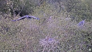 Heronry Livestream 04 05 24 [upl. by Naujtna]