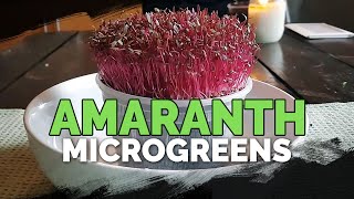 How to Grow Amaranth Microgreens Fast and Easy [upl. by Manthei]