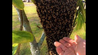 She Found This In Her Tree And Immediately Called Me [upl. by Ramona]