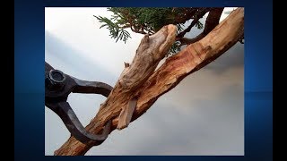 Bonsai  Advanced Techniques detachment of the living vein on a juniper by Stefano Defraia [upl. by Dahl145]