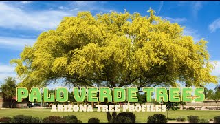 Palo Verde Trees of the Sonoran Desert  Arizona Tree Profiles [upl. by Siladnerb]