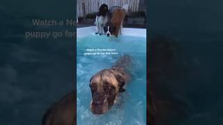 watch a newfoundland puppy go “swimming” for the first time 😂funny newfy newfoundland dogswim [upl. by Telocin]