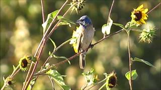 Blue Grosbeak  Madrona Marsh Preserve  Aug 11 2015 [upl. by Ailed]