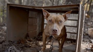 Dogs amp Puppies Rescued From Suspected AL Dogfighters [upl. by Niveek]