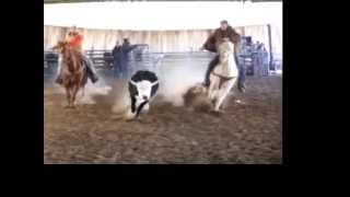 Team Roping horses for sale [upl. by Ymma]