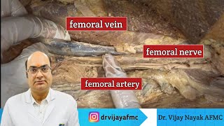 Gross anatomy of Thigh  Nerve  Artery amp Vain anatomy mbbsstudent fmge [upl. by Ellicec875]