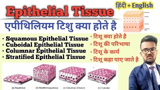 Tissue in Hindi  Epithelial Tissue  Types of Epithelial Tissue  Function of Tissue  उत्तक [upl. by Odnalor]