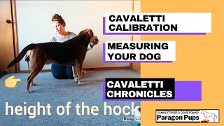 Cavaletti Calibration Measuring Your Dog [upl. by Aitnic]