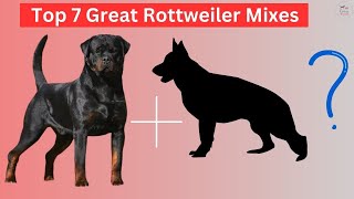 Top 7 Great Rottweiler Mixes dog breeds rottwilermixes [upl. by Teddy152]