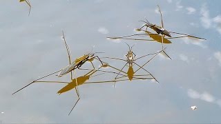 The common pond skatercommon water strider  Bruslařka obecná Gerris lacustris [upl. by Petey]