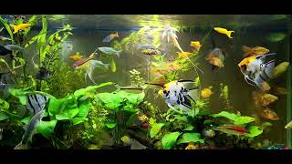 angelfish community tank [upl. by Irme]