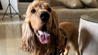 Training my cocker spaniel to fetch the ball [upl. by Carli]