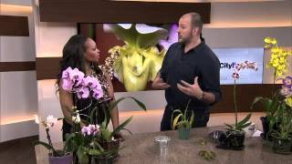 Tips for growing orchids [upl. by Jegar]