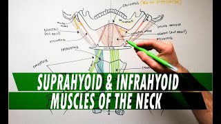 Suprahyoid amp Infrahyoid muscles of the neck  Anatomy Tutorial [upl. by Aihsenrad765]