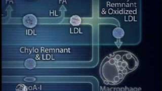 Physiology of Lipoprotein Metabolism [upl. by Kling]