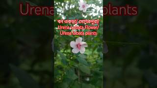 বন ওকড়া🌷 সোণবলুরা🌷 Urena Lobata Flower🌷 Urena lobata plants🌷 বনওকড়া সোণবলুরা UrenaLobataFlower [upl. by Il824]