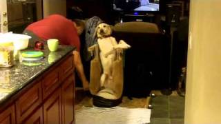 Dog with Mega Esophagus eating in Bailey Chair [upl. by Nagear781]