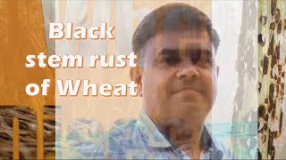 Black rusts stem rust of wheat [upl. by Beedon]