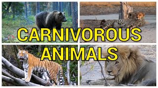 CARNIVOROUS ANIMALS [upl. by Greenland]