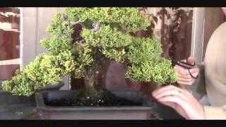 Japanese Juniper Bonsai [upl. by Nilra]