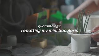 repotting my mini bacularis timelapse  quaranthings [upl. by Hasty834]