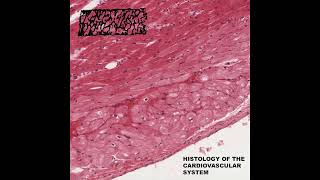 Histologist  Histology of the Cardiovascular System 2024 [upl. by Niran667]