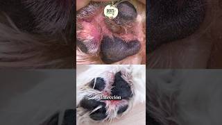 Alivia la picazón de las patas de tu mascota hongos alergias o dermatitis con el Bálsamo curativo [upl. by Natika]