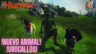 Nuevo Animal  Urogallo  The Hunter Classic [upl. by Toft250]