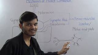 Mechanism of Muscle Contraction  NEET [upl. by Delwyn]