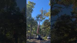 Precision in Action CraneAssisted Tree Removal in Franklinton NC [upl. by Earl]