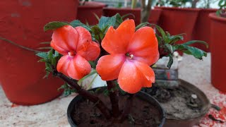 Care of Impatiens  Balsam Plant  How to Grow and Care Impatiens  Balsam Plant [upl. by Enyawed]